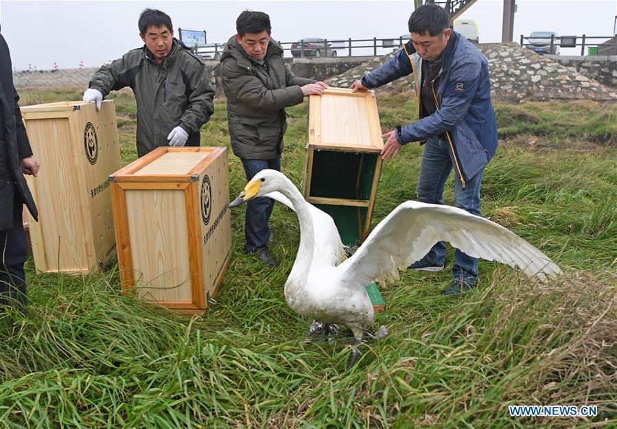 Staff members release a whooper swan into the wild at the Poyang Lake national natural reserve in east China\'s Jiangxi Province, Jan. 14, 2019. Sixteen rare migrant birds, including one oriental white stork, two whooper swans and three mandarin ducks, were released into the wild in Jiangxi on Monday. (Xinhua/Wan Xiang)