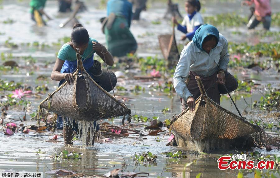 Indian villagers participate in community fishing as part of Bhogali Bihu celebrations in Panbari village, some 50 kilometers east of Gauhati, India, Jan. 14, 2019. \