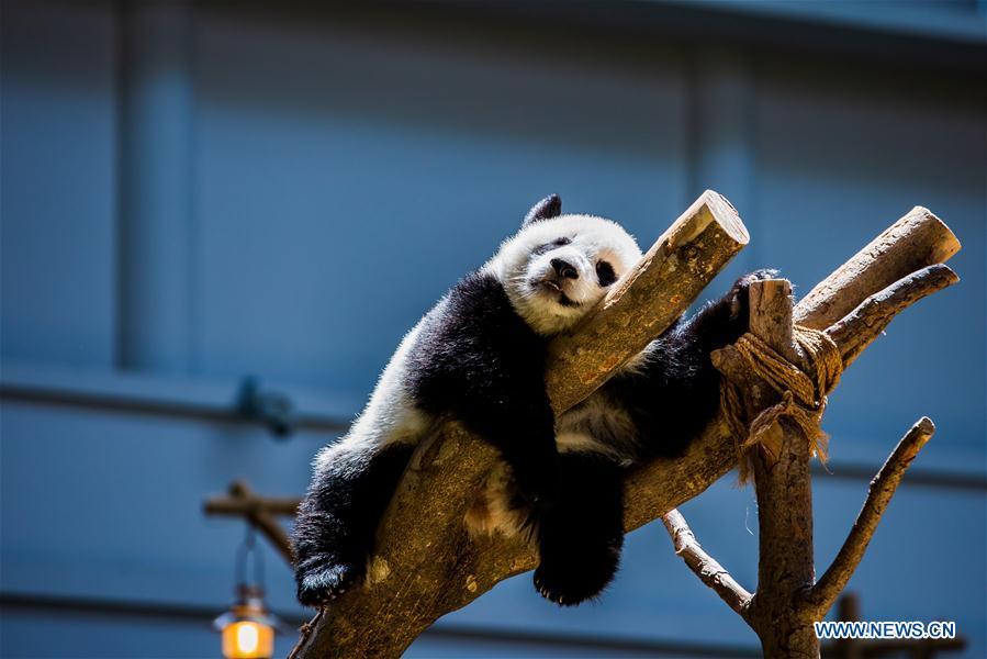 A baby giant panda plays on her one year old birthday at the Malaysian National Zoo near Kuala Lumpur, Malaysia, Jan. 14, 2019. The second giant panda born in Malaysia celebrated her first birthday at the Malaysian national zoo on Monday. The baby giant panda is the second offspring of her parents Xing Xing and Liang Liang who arrived in Malaysia in 2014. (Xinhua/Zhu Wei)
