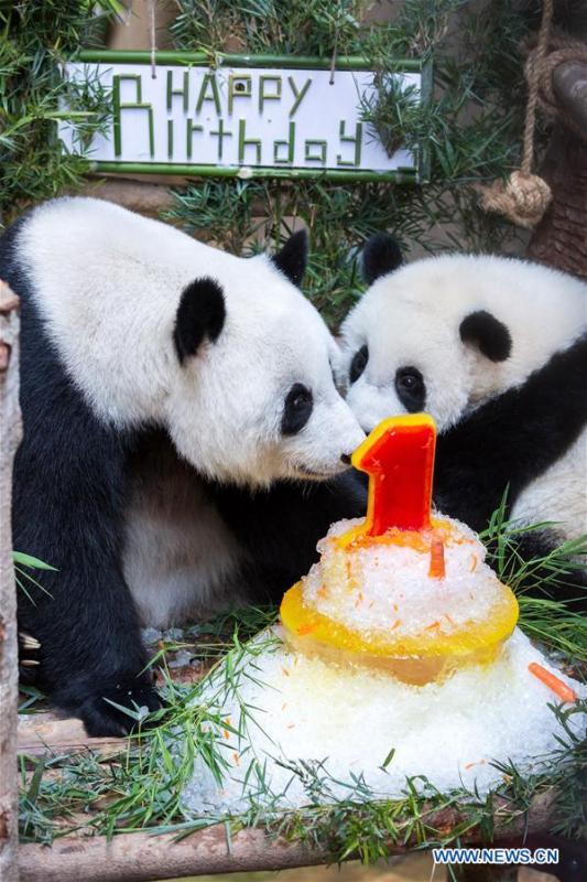 A baby giant panda (R) celebrates her one year old birthday with her mother at the Malaysian National Zoo near Kuala Lumpur, Malaysia, Jan. 14, 2019. The second giant panda born in Malaysia celebrated her first birthday at the Malaysian national zoo on Monday. The baby giant panda is the second offspring of her parents Xing Xing and Liang Liang who arrived in Malaysia in 2014. (Xinhua/Zhu Wei)