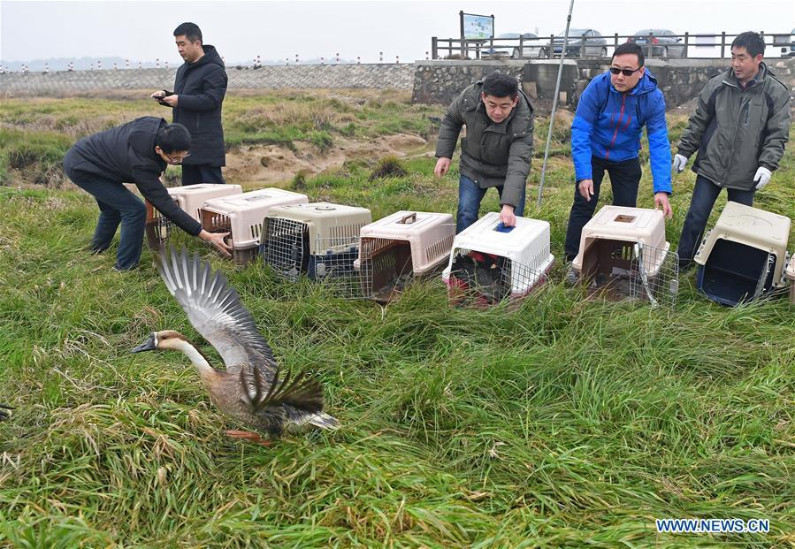 Staff members release migrant birds into the wild at the Poyang Lake national natural reserve in east China\'s Jiangxi Province, Jan. 14, 2019. Sixteen rare migrant birds, including one oriental white stork, two whooper swans and three mandarin ducks, were released into the wild in Jiangxi on Monday. (Xinhua/Wan Xiang)