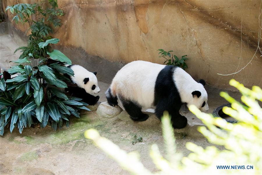 A baby giant panda (L) walks with her mother on her one year old birthday at the Malaysian National Zoo near Kuala Lumpur, Malaysia, Jan. 14, 2019. The second giant panda born in Malaysia celebrated her first birthday at the Malaysian national zoo on Monday. The baby giant panda is the second offspring of her parents Xing Xing and Liang Liang who arrived in Malaysia in 2014. (Xinhua/Zhu Wei)