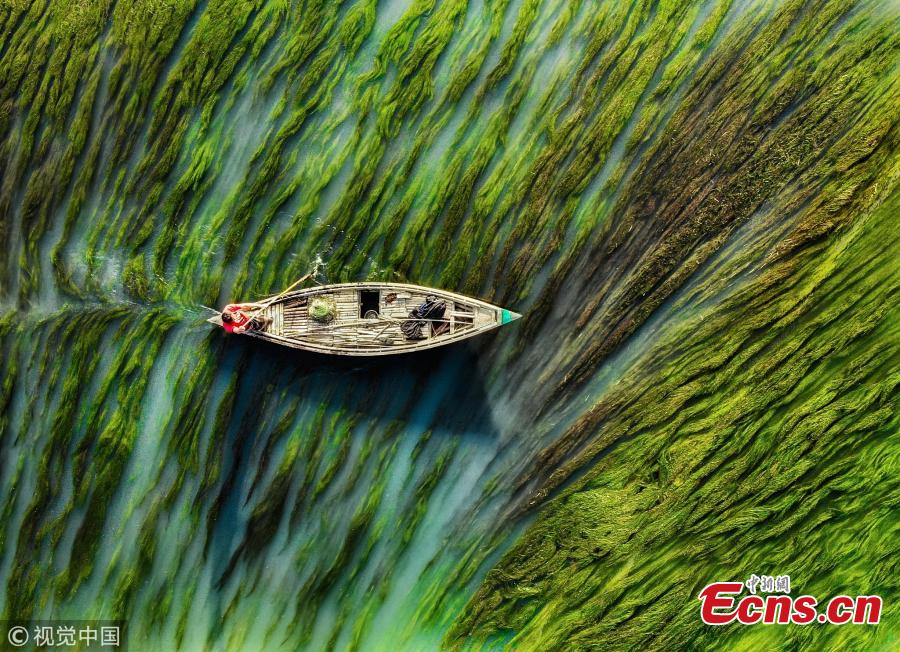 An aerial photo shows a fishing boat floating down a river in Ullahpara, Bangladesh. The surreal patterns are created thanks to the flowing current and algae in the water. (Photo/VCG)