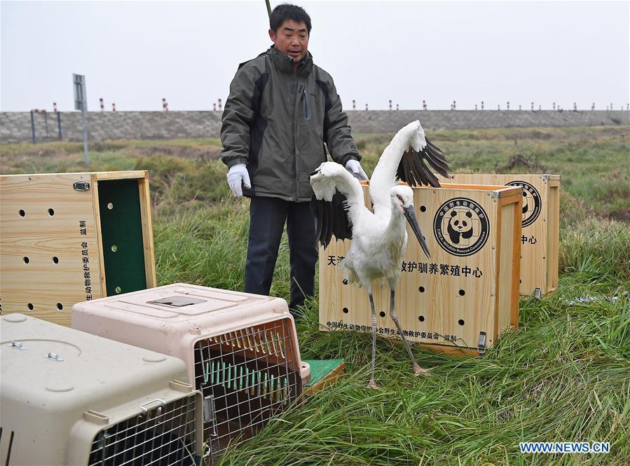 Staff members release an oriental white stork into the wild at the Poyang Lake national natural reserve in east China\'s Jiangxi Province, Jan. 14, 2019. Sixteen rare migrant birds, including one oriental white stork, two whooper swans and three mandarin ducks, were released into the wild in Jiangxi on Monday. (Xinhua/Wan Xiang)