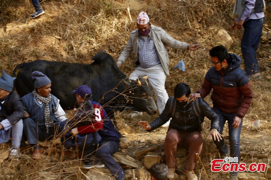 Bulls fight during Maghe Sankranti Festival at Taruka Village in Nuwakot District, Nepal, Jan. 15, 2019. The annual festival is celebrated to mark the start of holy month of Magh and warmer weather.  (Photo/China News Service)