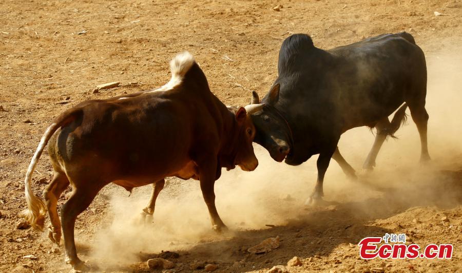 Bulls fight during Maghe Sankranti Festival at Taruka Village in Nuwakot District, Nepal, Jan. 15, 2019. The annual festival is celebrated to mark the start of holy month of Magh and warmer weather.  (Photo/China News Service)