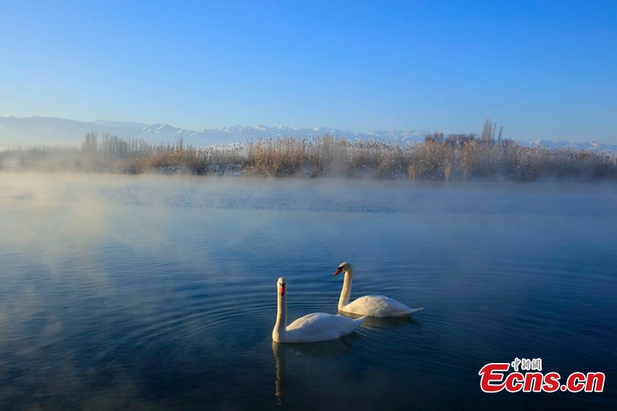 A view of swans enveloped by fog at a wetland in Yingtamu Township, Yining County, Northwest China\'s Xinjiang Uygur Autonomous Region. Some 200 swans, mostly the species of mute swan, inhabit the wetland during winter every year. In recent years, the wetland has become a famous spot for photographers to take snaps of the elegant, large birds in a beautiful environment. (Photo: China News Service/Cui Minghao)