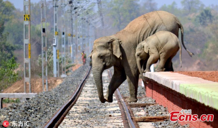 Elephants attempt crossing a railway track as their habitat is interrupted in India. The Indian population of elephants is depleting due to fatal encounter with trains, trucks and human activities, local media reported. (Photo/IC)
