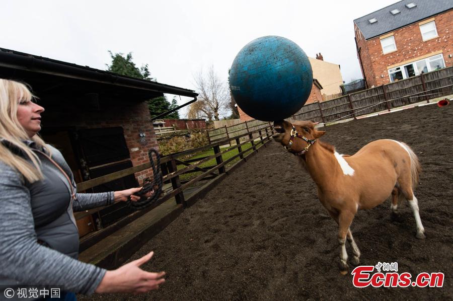One-year-old Tony the pony has developed a love for the ball after his owner Kristy Simpson, 37, got him one to play with as a foal at home near the British city of Leeds. (Photo/VCG)
