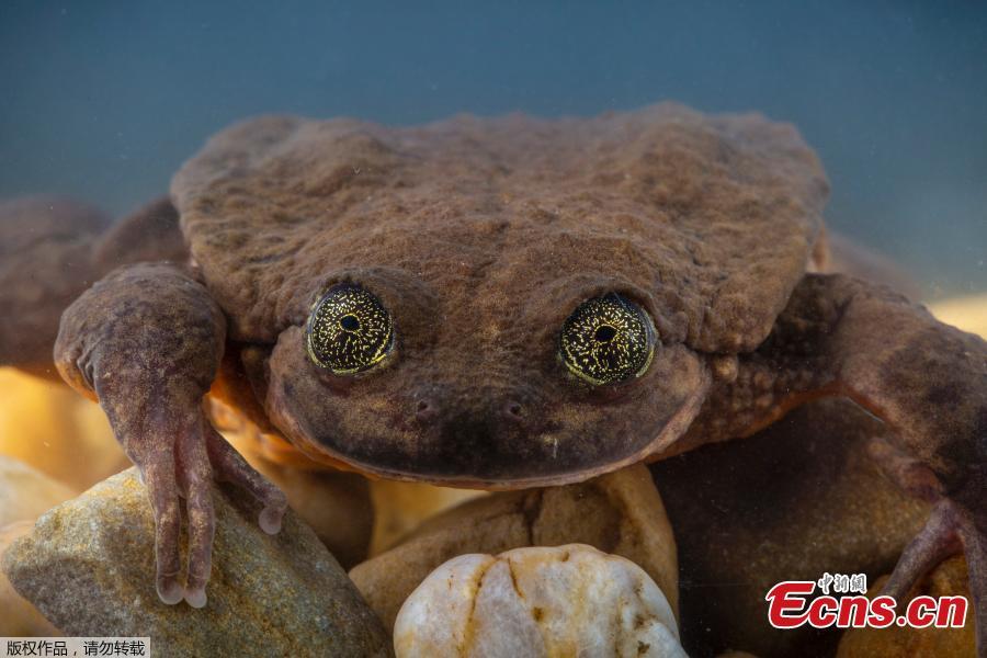 Juliet, a Sehuencas water frog rediscovered in the wild in Bolivia, seen here during her quarantine as she acclimates to her new environment at the Natural History Museum \