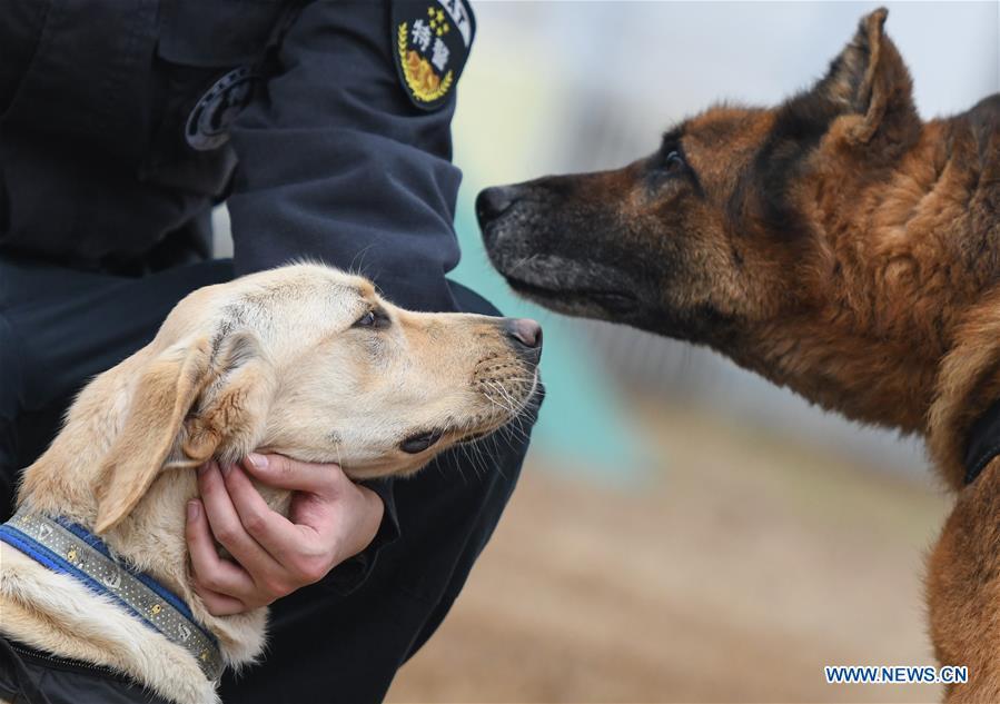 Police dog \