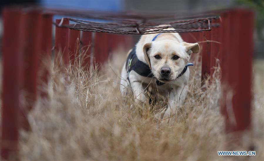Police dog \