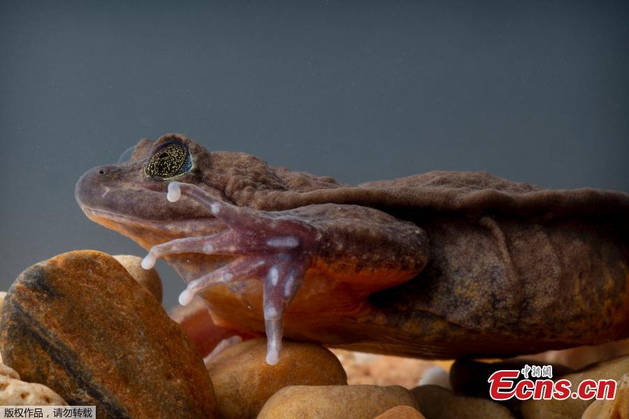 Juliet, a Sehuencas water frog rediscovered in the wild in Bolivia, seen here during her quarantine as she acclimates to her new environment at the Natural History Museum \