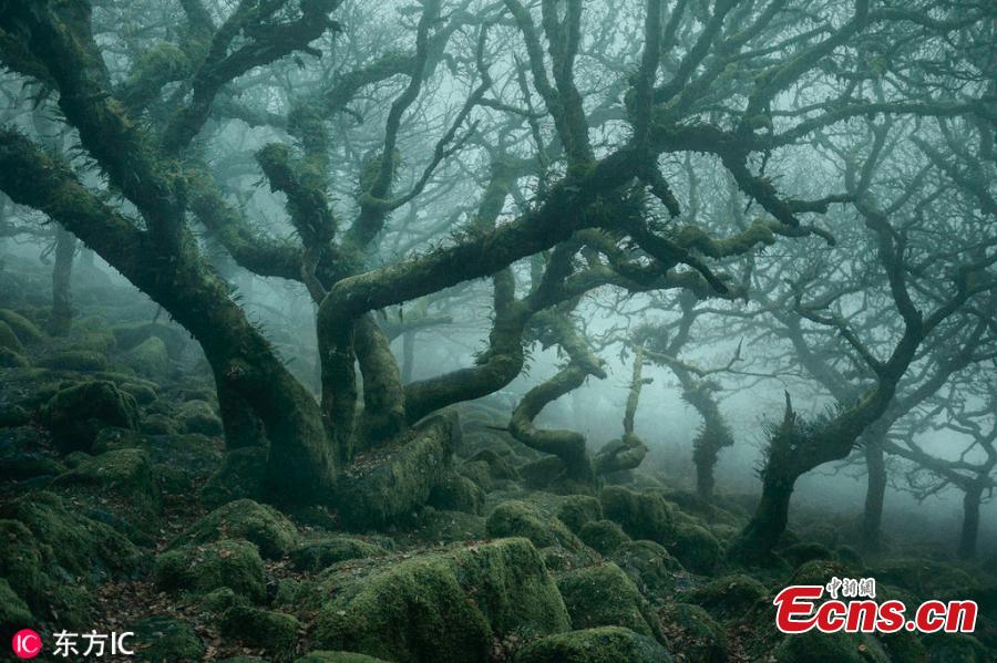 Neil Burnell, 44, captured the incredibly atmospheric images of Wistmans Wood in Dartmoor, Devon, over the course of last year. This amazing fairytale forest might look like something from Lord of the Rings. Neil Burnell is a graphic designer and fine art photographer from Devon. He said the scene bore a striking resemblance to Middle Earth\'s Fangorn Forest. Neil, who named his photo project \'The Mystical\', visited the difficult-to-find woodland 20 times to get the perfect shots. (Photo/IC)