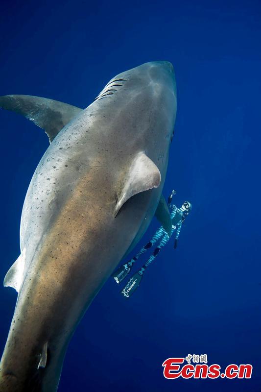 A team of divers has had a close encounter with Deep Blue, one of the biggest great white sharks on record. She is 20 feet long and estimated to be up to 50 years old. One of the divers, Ocean Ramsey, said that they had been filming tiger sharks feeding on the whale when the shark arrived. (Photo/Agencies)