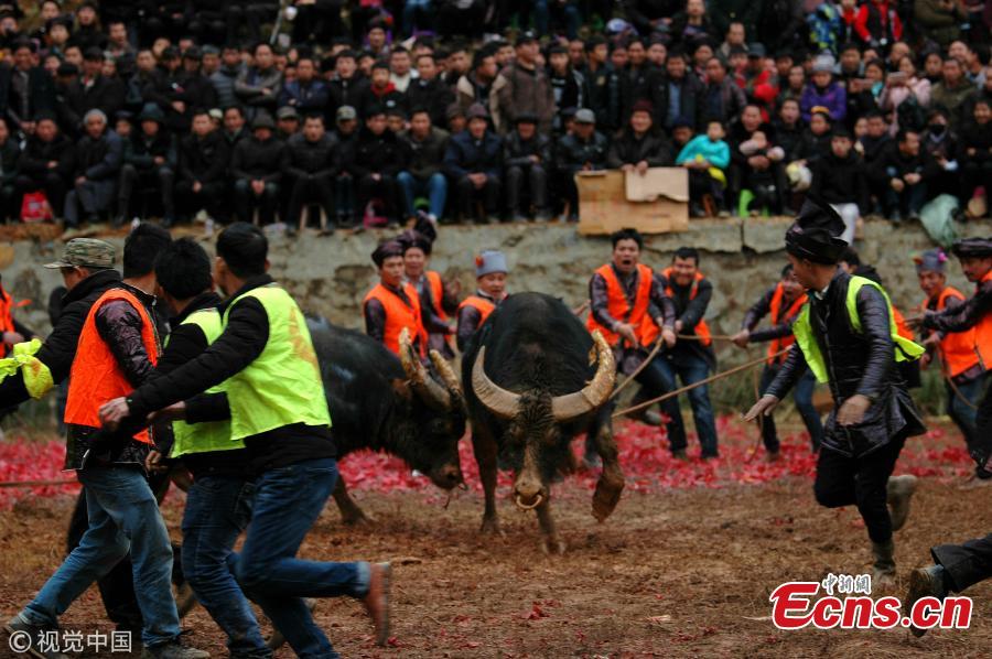 Villagers watch a traditional buffalo fight in Congjiang County, Southwest China\'s Guizhou Province. Eighteen buffalos participated in the annual fight, held to celebrate the upcoming Spring Festival, China\'s Lunar New Year that falls on February 5 this year. (Photo/VCG)