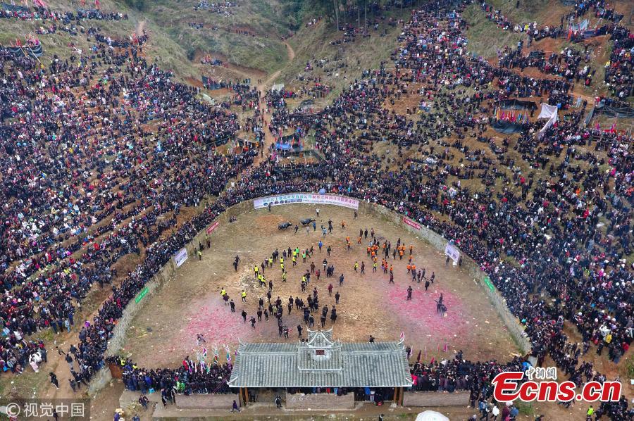 Villagers watch a traditional buffalo fight in Congjiang County, Southwest China\'s Guizhou Province. Eighteen buffalos participated in the annual fight, held to celebrate the upcoming Spring Festival, China’s Lunar New Year that falls on February 5 this year. (Photo/VCG)