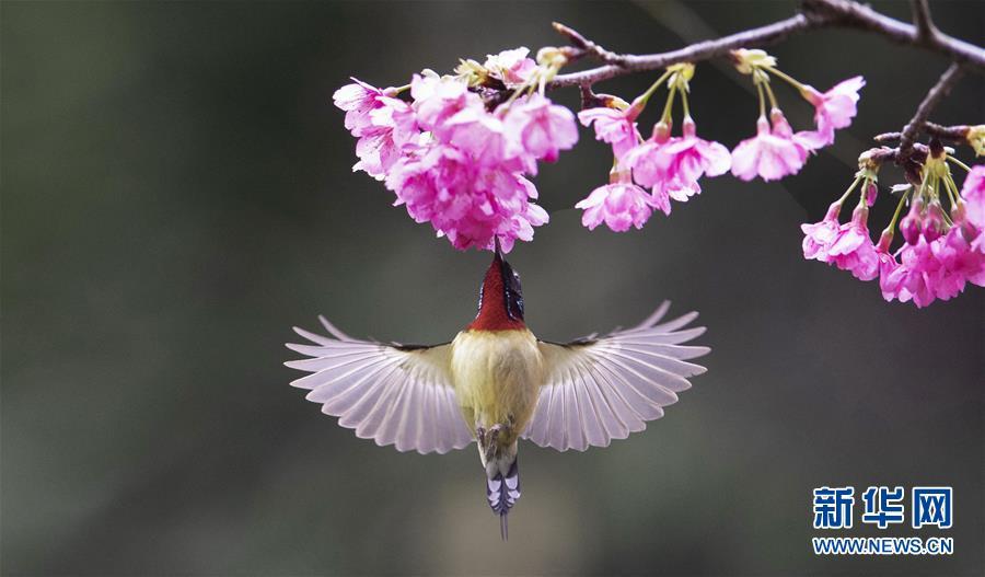 A sunbird gathers honey from blooming cherry at the Fuzhou National Forest Park in Fuzhou, capital of southeast China\'s Fujian Province, Jan. 17, 2019. (Xinhua/Mei Yongcun)