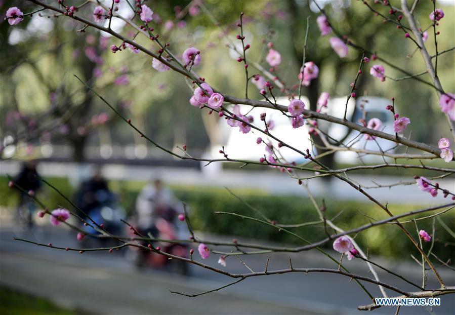 Photo taken on Jan. 18, 2019 shows the plum flowers on a street of Zhoushan City, east China\'s Zhejiang Province. (Xinhua/Hu Sheyou)