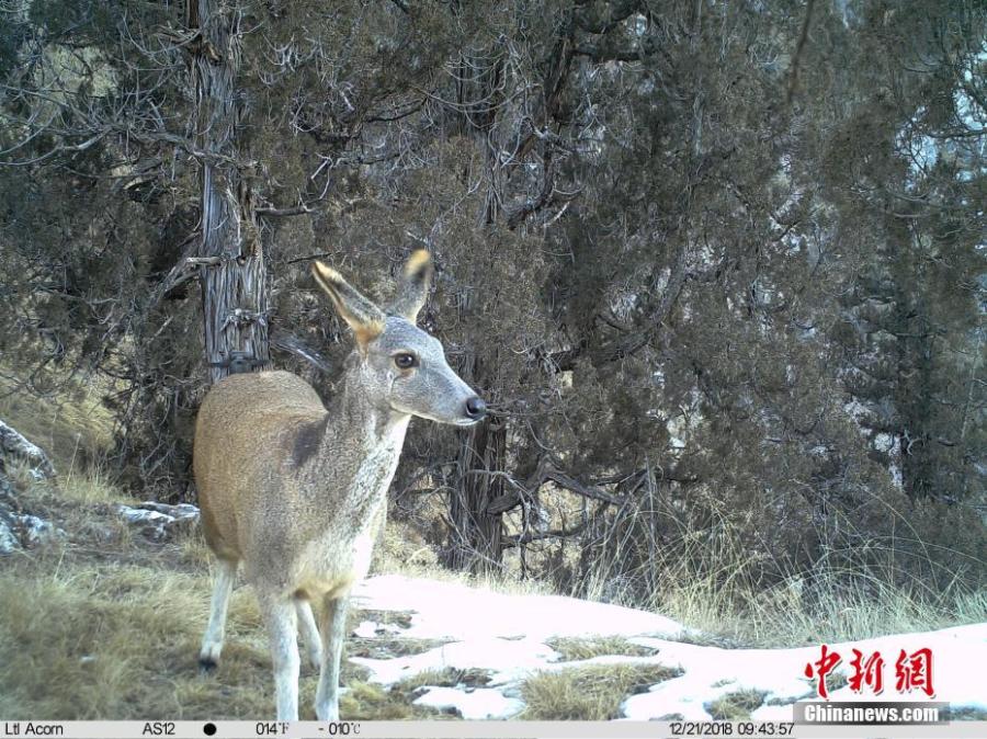 Photos taken by infrared camera and released by the Shanshui Conservation Center in Beijing, on Jan. 21, 2019, show an alpine musk deer in the Three-River Source National Nature Reserve (Sanjiangyuan) in Qinghai Province. Researchers have found a great number of rare wild animals in the reserve. (Photo provided to China News Service)