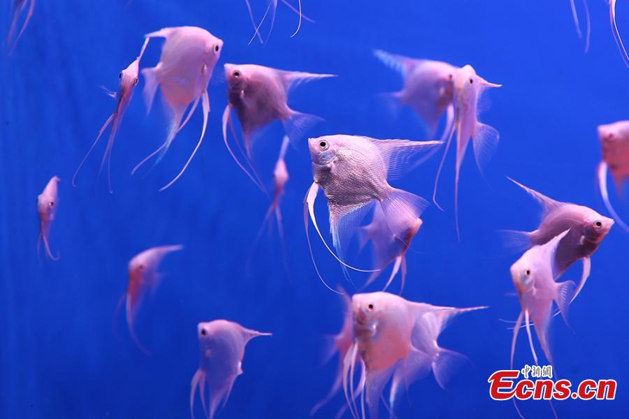 Different species of fish are on display at Nanjing Underwater World aquarium in Nanjing City, East China\'s Jiangsu Province, Jan. 21, 2019. Small tropical marine fish were housed at the aquarium during an exhibition to welcome the Spring Festival, China\'s Lunar New Year. (Photo: China News Service/Yang Bo)