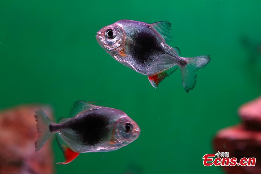 Different species of fish are on display at Nanjing Underwater World aquarium in Nanjing City, East China\'s Jiangsu Province, Jan. 21, 2019. Small tropical marine fish were housed at the aquarium during an exhibition to welcome the Spring Festival, China\'s Lunar New Year. (Photo: China News Service/Yang Bo)