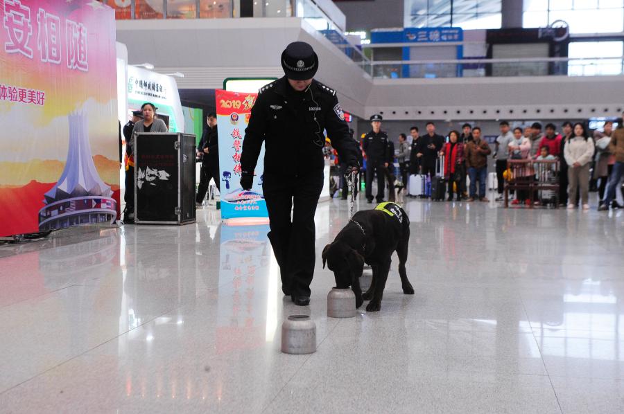 Police dog Hao Ke starts its first service during the Spring Festival travel rush at a railway station in Nanning City, South China’s Guangxi Zhuang Autonomous Region, Jan. 21, 2019. The police dog born on Nov. 27, 2015 has undergone 500 days of training that included searching for explosives. (Photo: China News Service/Jiang Xuelin)