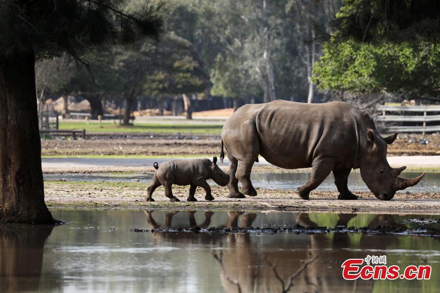 A white rhinoceros, named Karen Peles, walks together with her second calf, a 3-week old female, at the Safari Zoo, in Ramat Gan, Israel, Jan. 21, 2019. (Photo/Agencies)