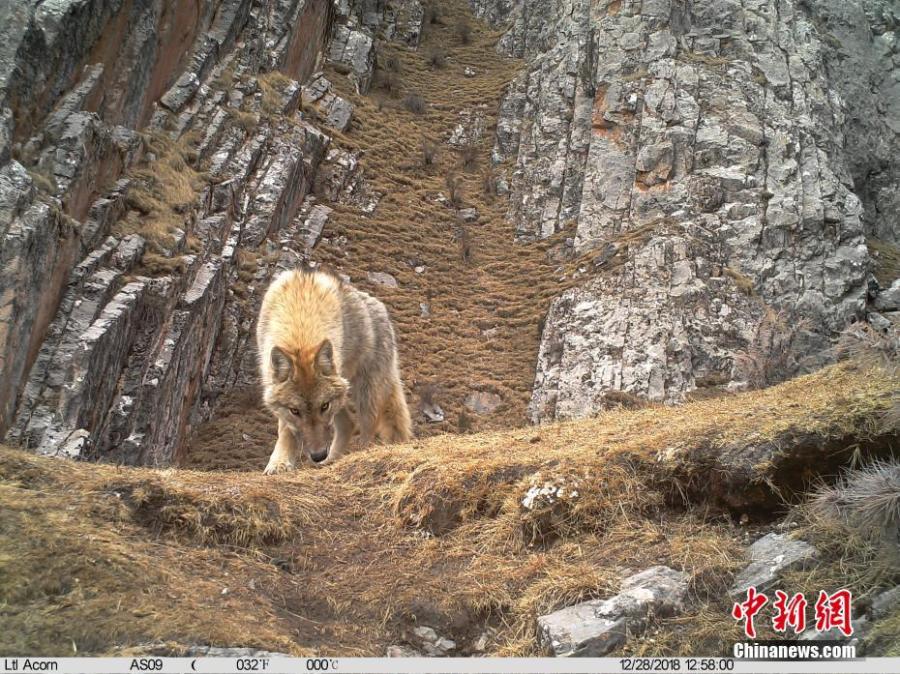 Photos taken by infrared camera and released by the Shanshui Conservation Center in Beijing, on Jan. 21, 2019, show a wolf in the Three-River Source National Nature Reserve (Sanjiangyuan) in Qinghai Province. Researchers have found a great number of rare wild animals in the reserve. (Photo provided to China News Service)
