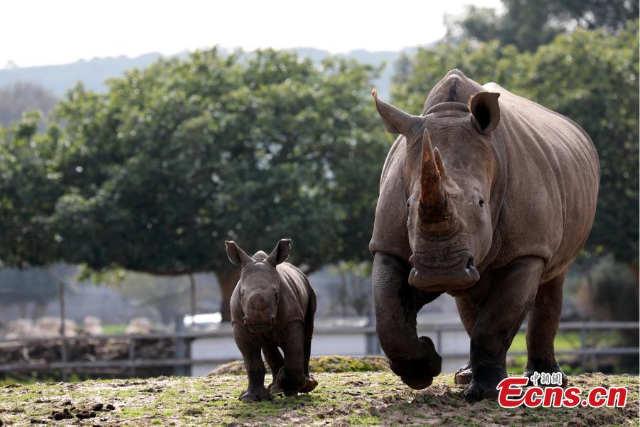A white rhinoceros, named Karen Peles, walks together with her second calf, a 3-week old female, at the Safari Zoo, in Ramat Gan, Israel, Jan. 21, 2019. (Photo/Agencies)