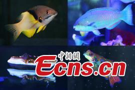 Different species of fish are on display at Nanjing Underwater World aquarium in Nanjing City, East China\'s Jiangsu Province, Jan. 21, 2019. Small tropical marine fish were housed at the aquarium during an exhibition to welcome the Spring Festival, China\'s Lunar New Year. (Photo: China News Service/Yang Bo)