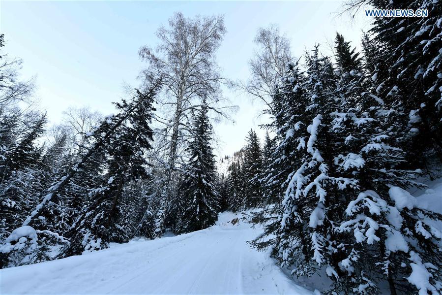Photo taken on Jan. 19, 2019 shows the winter scenery of Keketuohai scenic spot in Altay, northwest China\'s Xinjiang Uygur Autonomous Region. (Xinhua/Sadat)