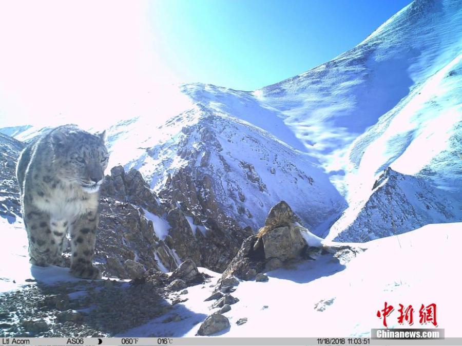 Photos taken by infrared camera and released by the Shanshui Conservation Center in Beijing, on Jan. 21, 2019, show a snow leopard in the Three-River Source National Nature Reserve (Sanjiangyuan) in Qinghai Province. Researchers have found a great number of rare wild animals in the reserve. (Photo provided to China News Service)