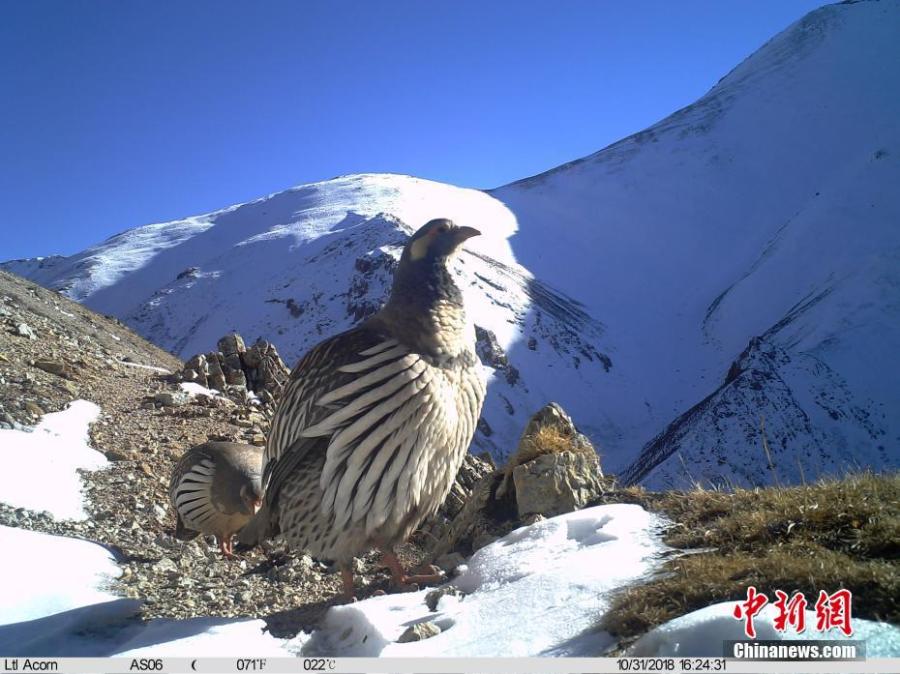 Photos taken by infrared camera and released by the Shanshui Conservation Center in Beijing, on Jan. 21, 2019, show a Tibetan snowcock in the Three-River Source National Nature Reserve (Sanjiangyuan) in Qinghai Province. Researchers have found a great number of rare wild animals in the reserve. (Photo provided to China News Service)