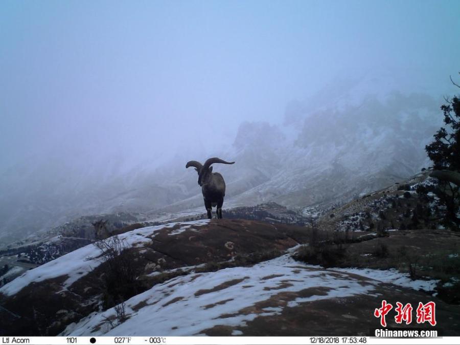Photos taken by infrared camera and released by the Shanshui Conservation Center in Beijing, on Jan. 21, 2019, show a blue sheep in the Three-River Source National Nature Reserve (Sanjiangyuan) in Qinghai Province. Researchers have found a great number of rare wild animals in the reserve. (Photo provided to China News Service)