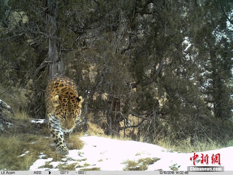 Photos taken by infrared camera and released by the Shanshui Conservation Center in Beijing, on Jan. 21, 2019, show a leopard in the Three-River Source National Nature Reserve (Sanjiangyuan) in Qinghai Province. Researchers have found a great number of rare wild animals in the reserve. (Photo provided to China News Service)