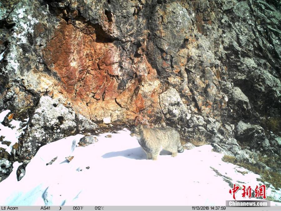 Photos taken by infrared camera and released by the Shanshui Conservation Center in Beijing, on Jan. 21, 2019, show a manul in the Three-River Source National Nature Reserve (Sanjiangyuan) in Qinghai Province. Researchers have found a great number of rare wild animals in the reserve. (Photo provided to China News Service)