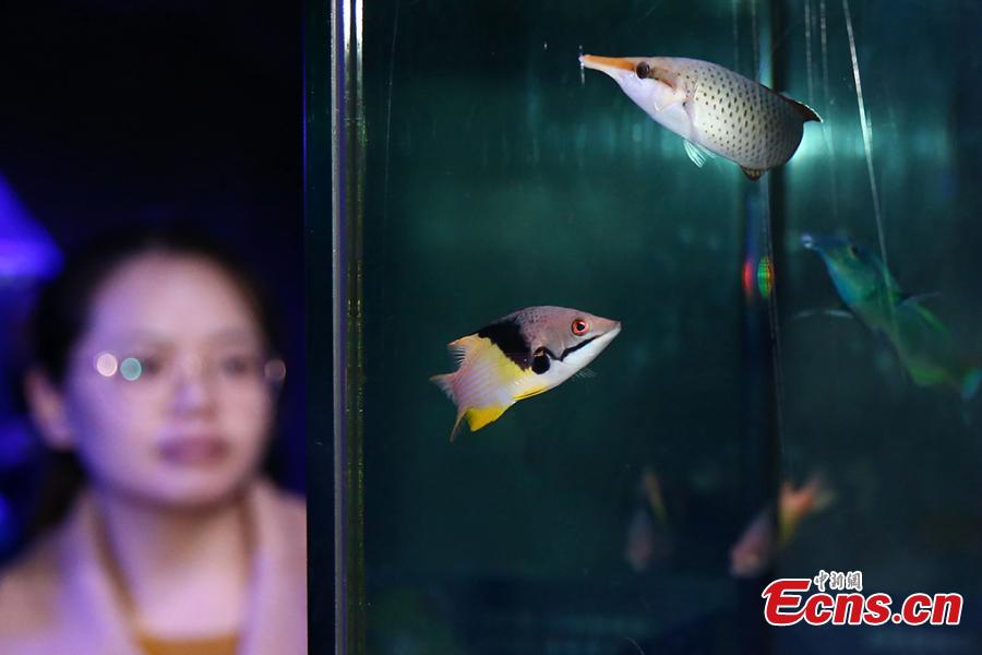 Different species of fish are on display at Nanjing Underwater World aquarium in Nanjing City, East China\'s Jiangsu Province, Jan. 21, 2019. Small tropical marine fish were housed at the aquarium during an exhibition to welcome the Spring Festival, China\'s Lunar New Year. (Photo: China News Service/Yang Bo)
