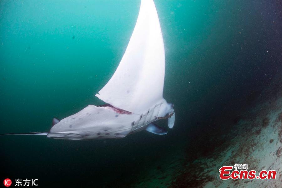 Two divers have rescued a manta ray entangled by a fishing line during their scuba diving at Manta Bowl, the Philippines. The divers later freed the injured fish and also took a selfie with it. (Photo/IC)