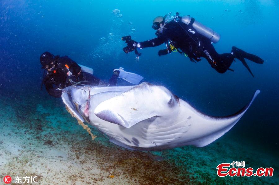 Two divers have rescued a manta ray entangled by a fishing line during their scuba diving at Manta Bowl, the Philippines. The divers later freed the injured fish and also took a selfie with it. (Photo/IC)