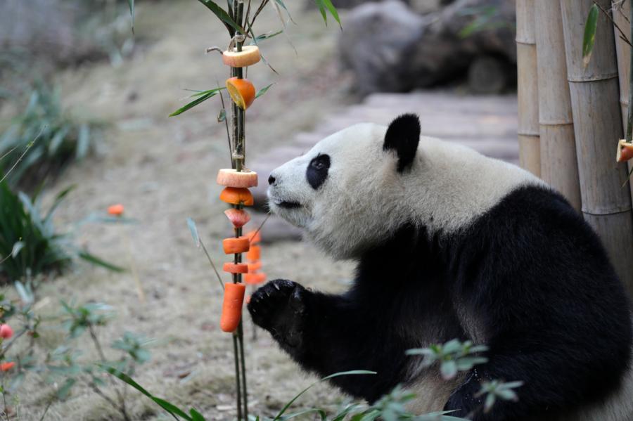 Miao Miao the giant panda enjoys its fruit feast at the Chengdu Research Base of Giant Panda Breeding in Southwest China\'s Sichuan Province on Jan. 23, 2019. (Photo by Zhu Xingxin/Asianewsphoto)