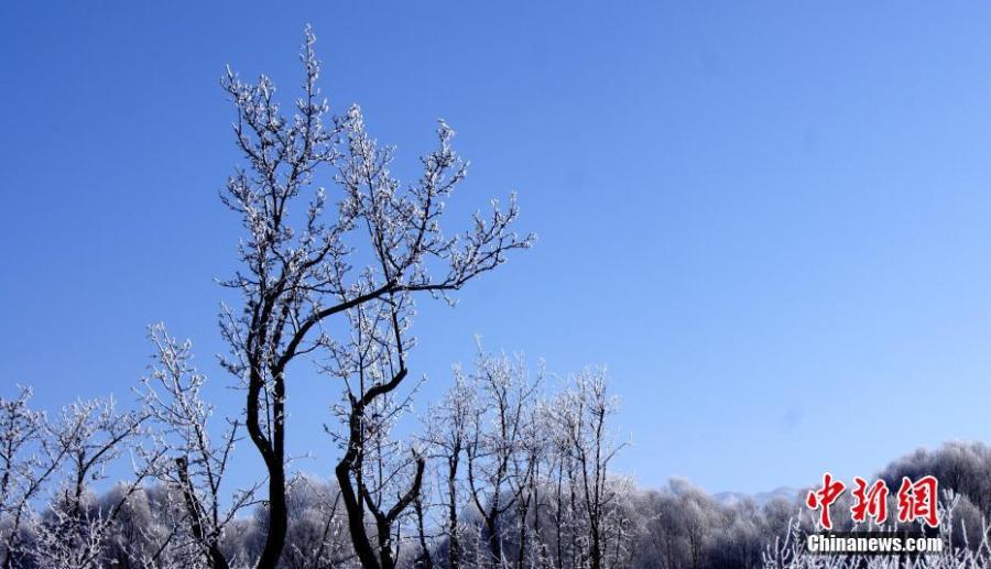 A hoar frost transforms the landscape along the bank of the Yellow River in Guide County, Northwest China\'s Qinghai Province, Jan. 21, 2019. Local temperatures dropped to minus 14.7 degrees. (Photo: China News Service/Wei Tao)