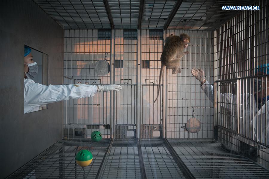 A gene-edited macaque which researchers knocked out BMAL1, a core circadian regulatory transcription factor, interacts with staff members at the Institute of Neuroscience of Chinese Academy of Sciences in Shanghai, east China, Jan. 22, 2019. China has cloned five monkeys from a gene-edited macaque with circadian rhythm disorders, the first time multiple monkeys have been cloned from a gene-edited monkey for biomedical research. Scientists made the announcement Thursday, with two articles published in National Science Review, a top Chinese journal in English. The cloned monkeys were born in Shanghai at Institute of Neuroscience of Chinese Academy of Sciences. (Xinhua/Jin Liwang)