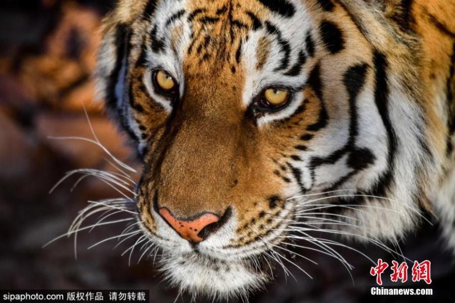 A Siberia tiger is seen at a park before its relocation to a tiger center in Krasnodar, Russia, Jan. 23, 2019. (Photo/SipaPhoto)