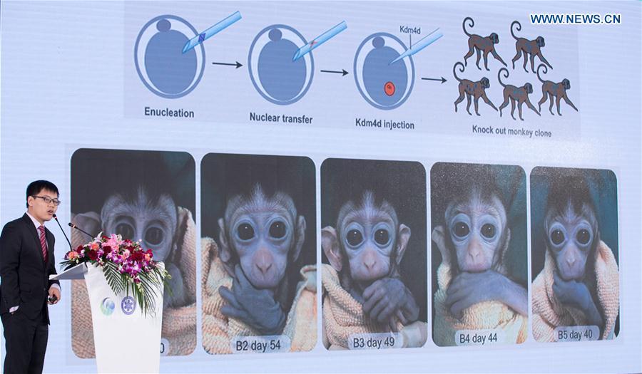 Liu Zhen, a researcher of the Institute of Neuroscience of Chinese Academy of Sciences, introduces relative research achievements about the cloned monkeys at a press conference in Shanghai, east China, Jan. 23, 2019. China has cloned five monkeys from a gene-edited macaque with circadian rhythm disorders, the first time multiple monkeys have been cloned from a gene-edited monkey for biomedical research. Scientists made the announcement Thursday, with two articles published in National Science Review, a top Chinese journal in English. The cloned monkeys were born in Shanghai at Institute of Neuroscience of Chinese Academy of Sciences. (Xinhua/Jin Liwang)