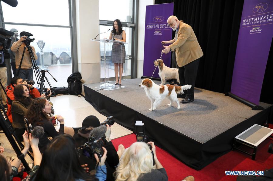 A Nederlandse Kooikerhondje (front) is introduced as a new Westminster debut breed at a press preview of the 143rd Annual Westminster Kennel Club Dog Show in New York, the United States, Jan. 23, 2019. The 143rd Annual Westminster Kennel Club Dog Show will be held on Feb. 11 to 12. (Xinhua/Wang Ying)