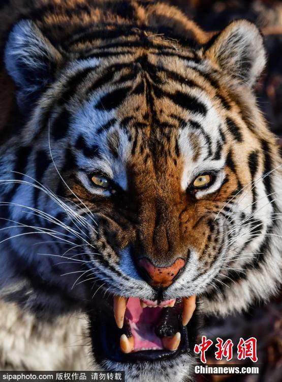 A Siberia tiger is seen at a park before its relocation to a tiger center in Krasnodar, Russia, Jan. 23, 2019. (Photo/SipaPhoto)