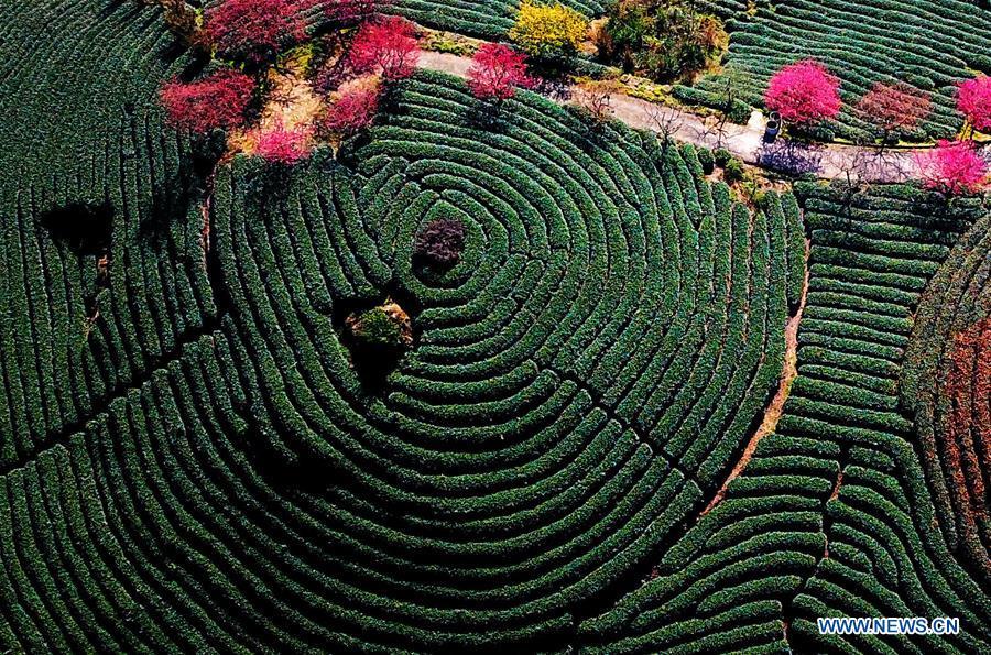 Aerial photo taken on Jan. 24, 2019 shows the scenery of cherry in the Taipin Yinghua Tea Garden in Yongfu Town of Zhangping City, southeast China\'s Fujian Province. (Xinhua/Wei Peiquan)