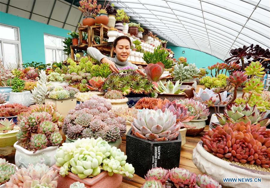 Xu Caihong arranges succulent plants at a greenhouse in Luanzhou City, north China\'s Hebei Province, Jan. 23, 2019. Xu Caihong, 39, began her succulent plants growing in 2016, and now she has three greenhouses for the plants after three years of efforts. By promoting both online and off-line sales, the annual sales of the plants has reached 1 million yuan (about 147,234 US dollars). (Xinhua/Yang Shiyao)