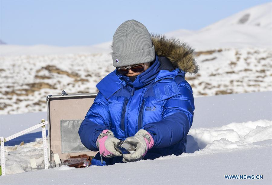 Researcher Yan Xue, 23, the youngest member of the team, collects data of snow cover in Zhaosu County, northwest China\'s Xinjiang Uygur Autonomous Region, Jan. 18, 2019. A nine-member research team with an average age under 30 from the Xinjiang Institute of Ecology and Geography under the Chinese Academy of Sciences started a research on snow cover on the Tianshan Mountains in Xinjiang. Snow cover on the Tianshan Mountains is an important source of water resources. Snowmelt provides an abundant water supply for river flow in this area and also affects the ecological system of agricultural and animal husbandry production in the downstream oasis. (Xinhua/Hu Huhu)